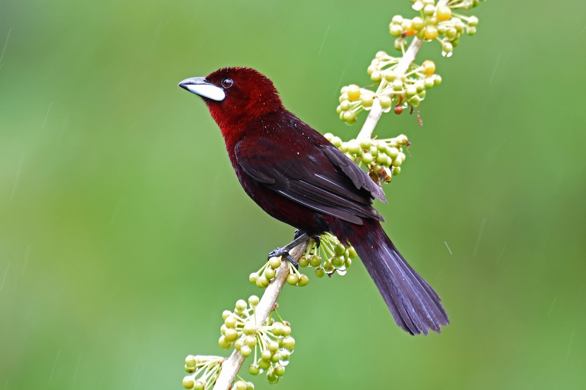 Silver-beaked Tanager - ML619937189