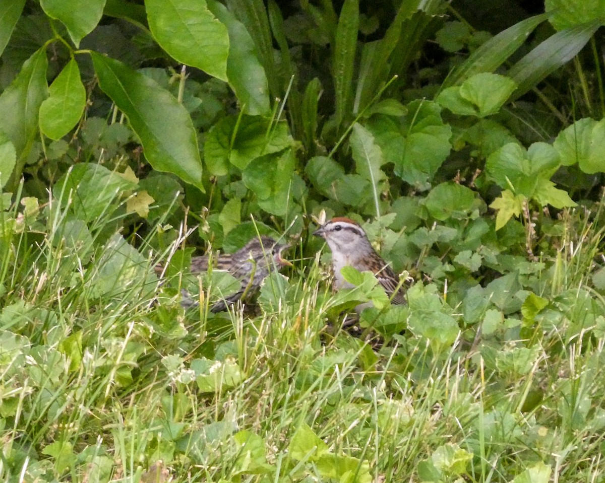 Chipping Sparrow - ML619937210