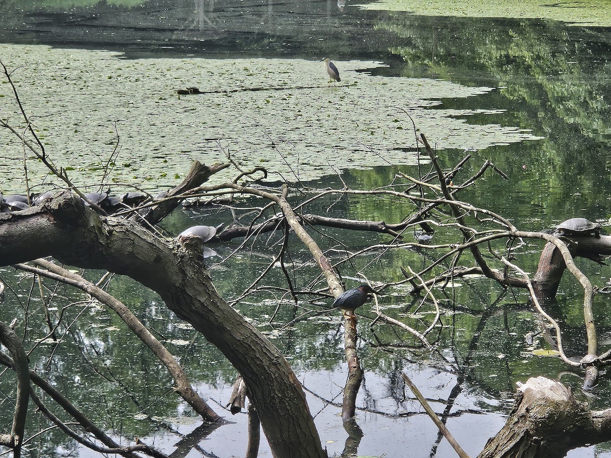 Green Heron - ML619937219