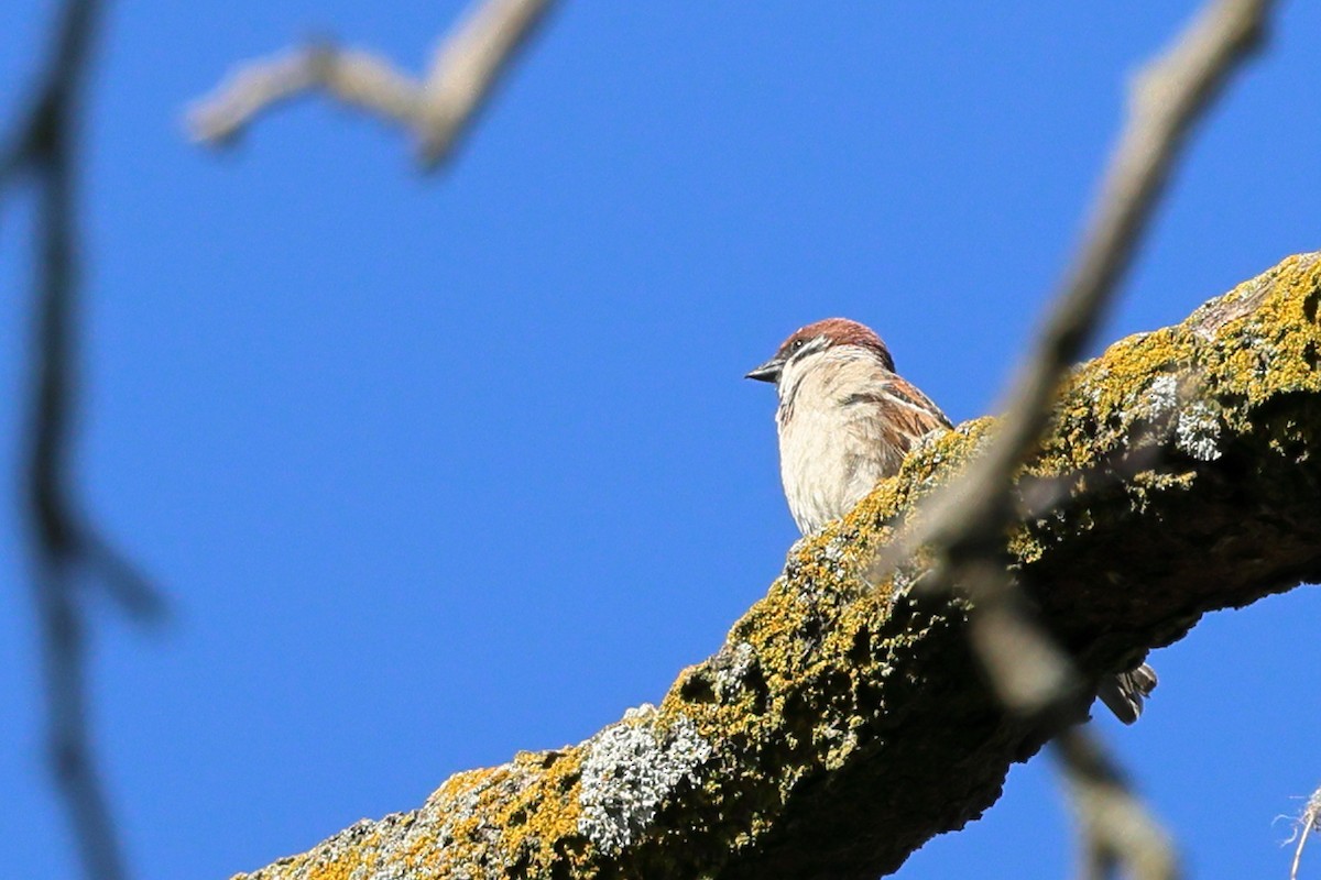 Eurasian Tree Sparrow - ML619937245