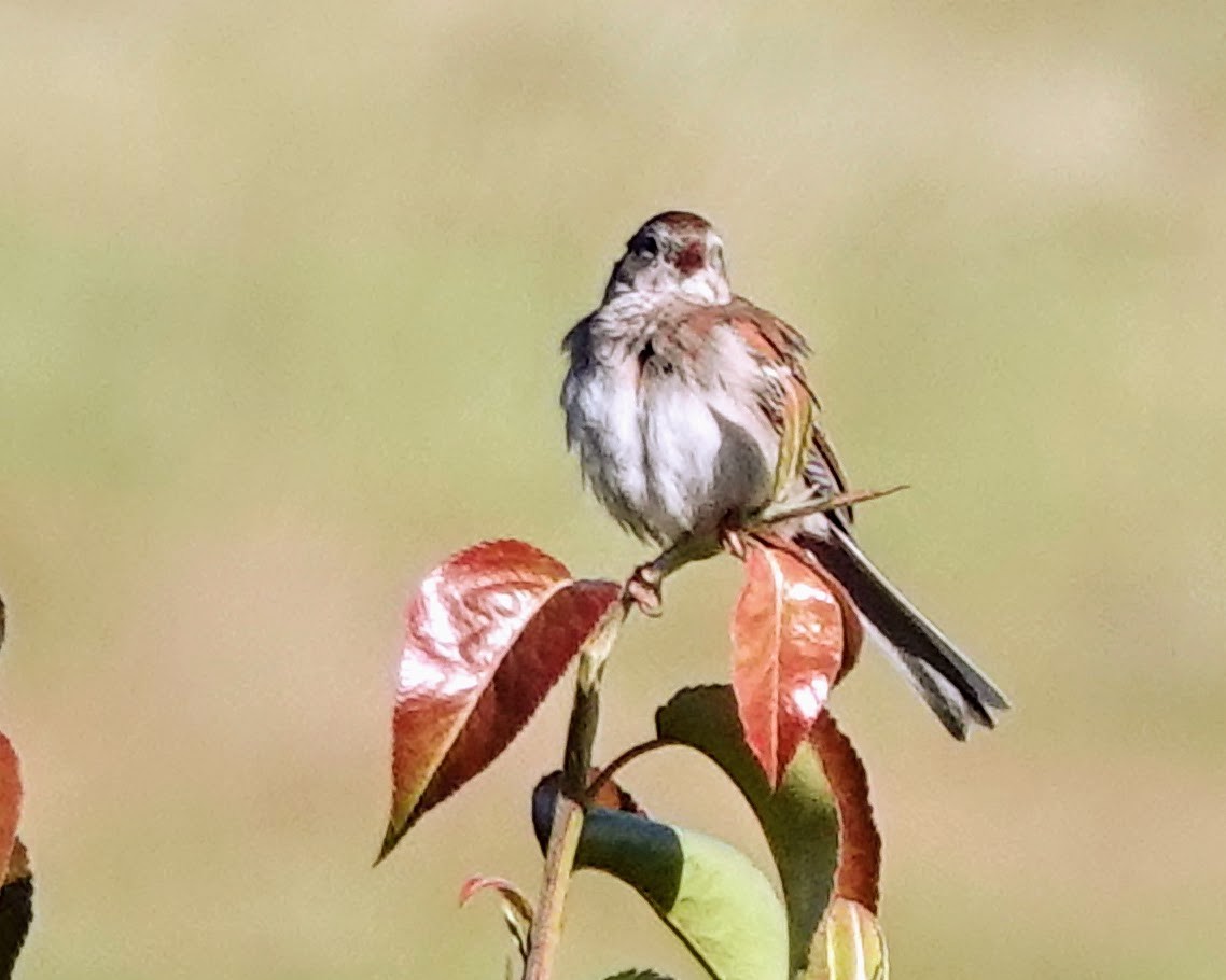 Field Sparrow - ML619937258