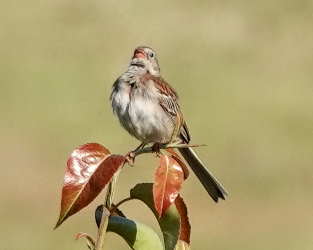 Field Sparrow - ML619937259
