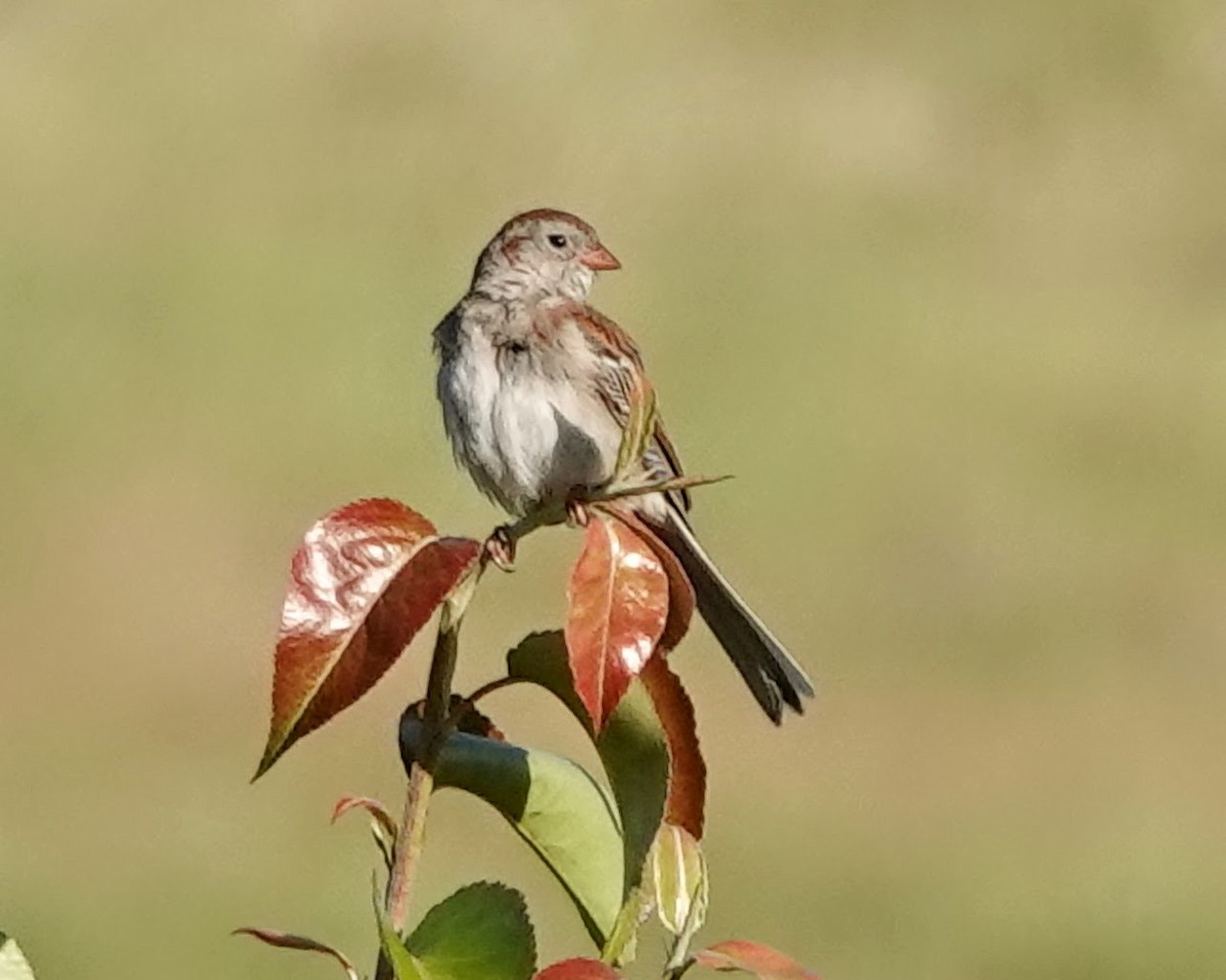 Field Sparrow - ML619937260