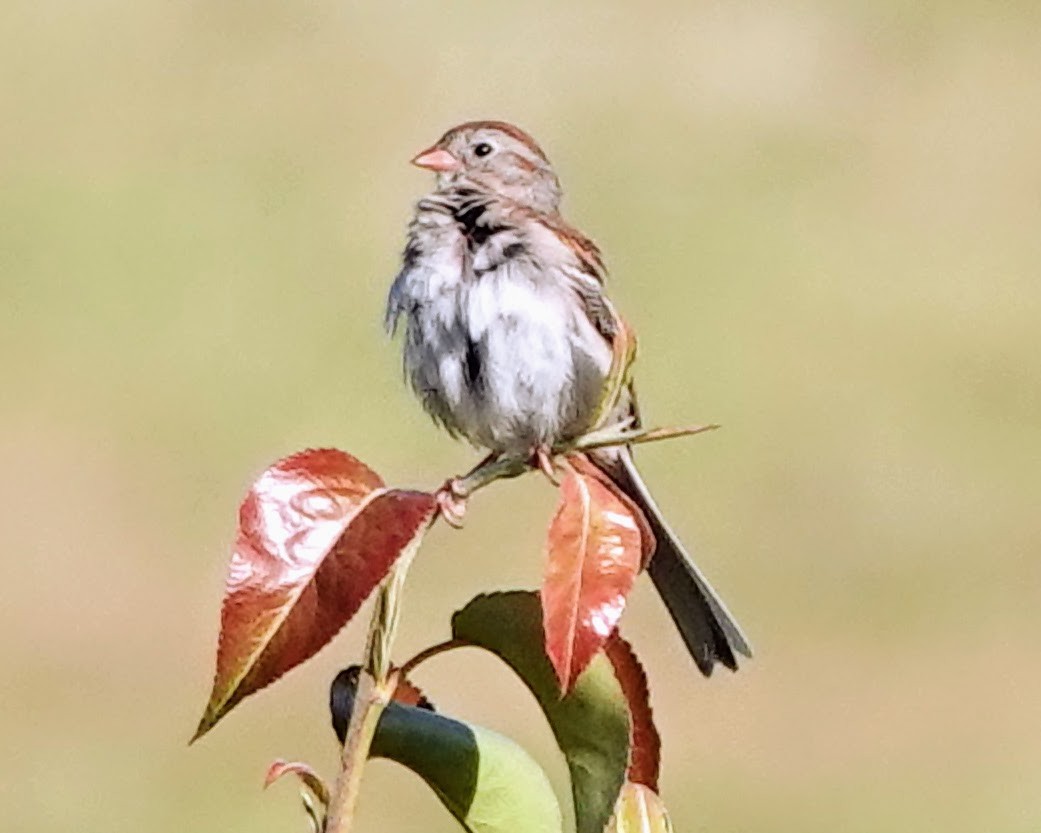 Field Sparrow - ML619937261