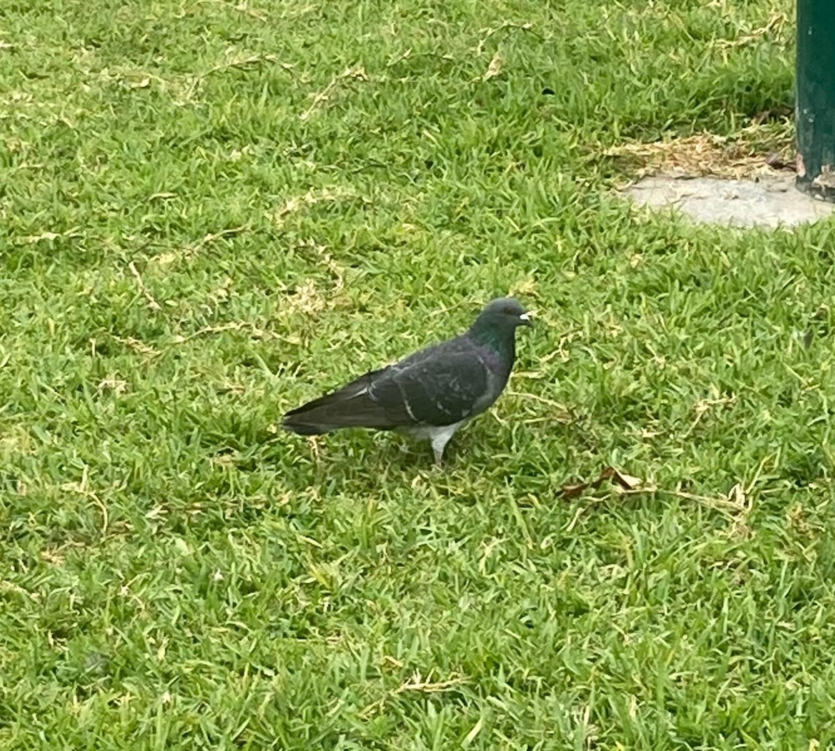 Rock Pigeon (Feral Pigeon) - ML619937274