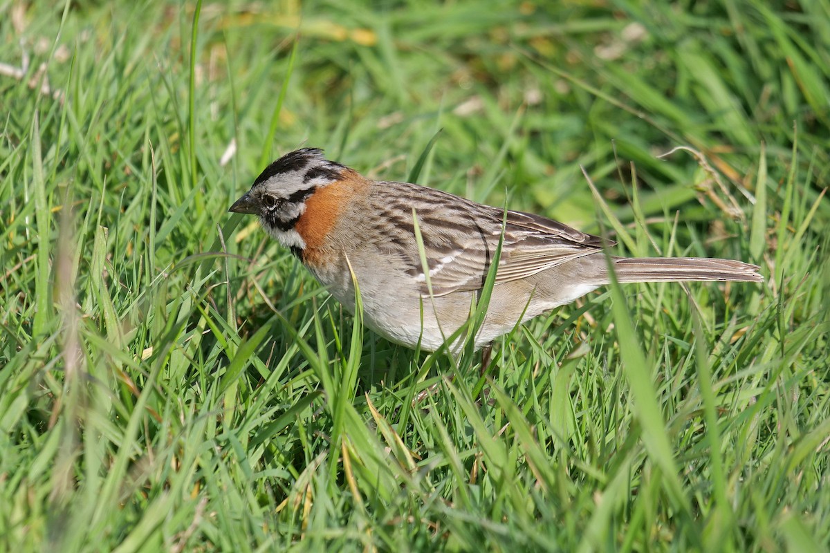 Rufous-collared Sparrow - ML619937276
