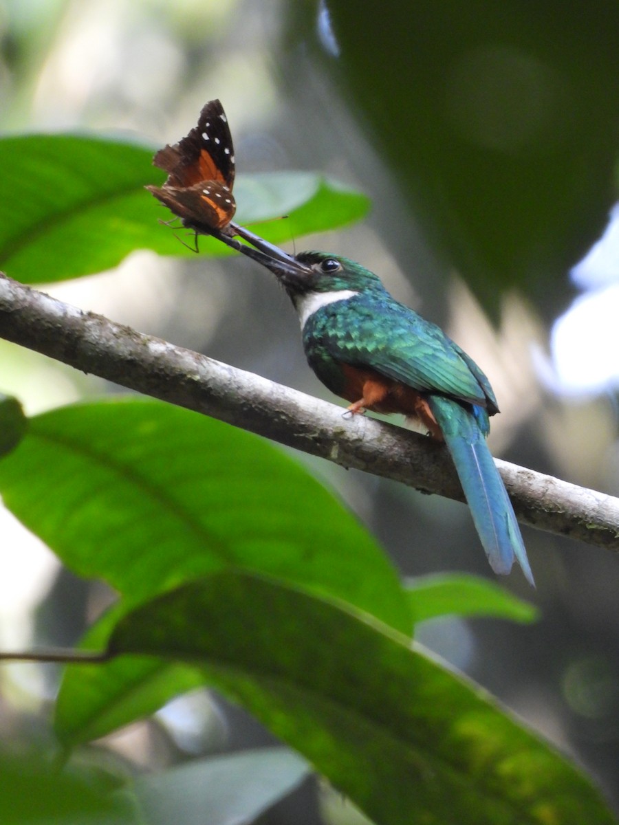 Rufous-tailed Jacamar - ML619937299