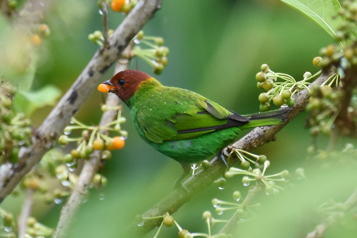 Bay-headed Tanager - ML619937326