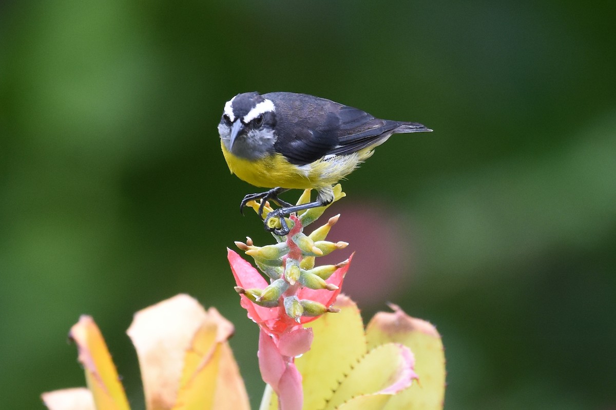 Bananaquit - ML619937331