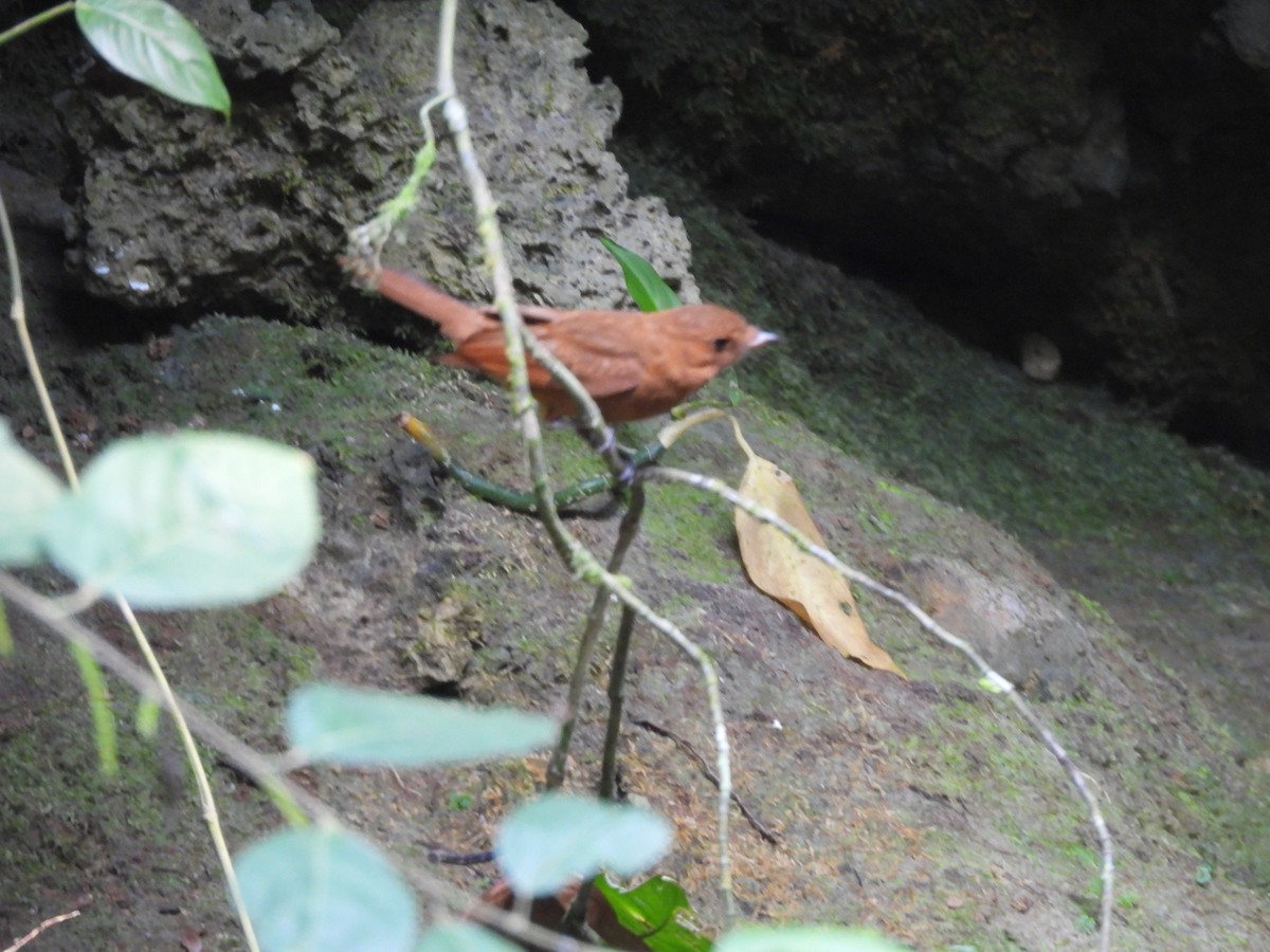 Rufous Piha - Lucy Jacobson