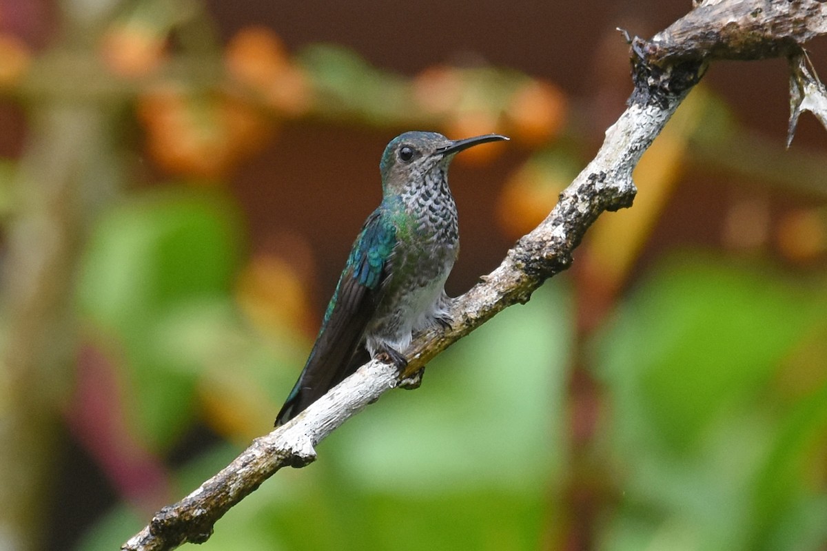 White-necked Jacobin - ML619937360