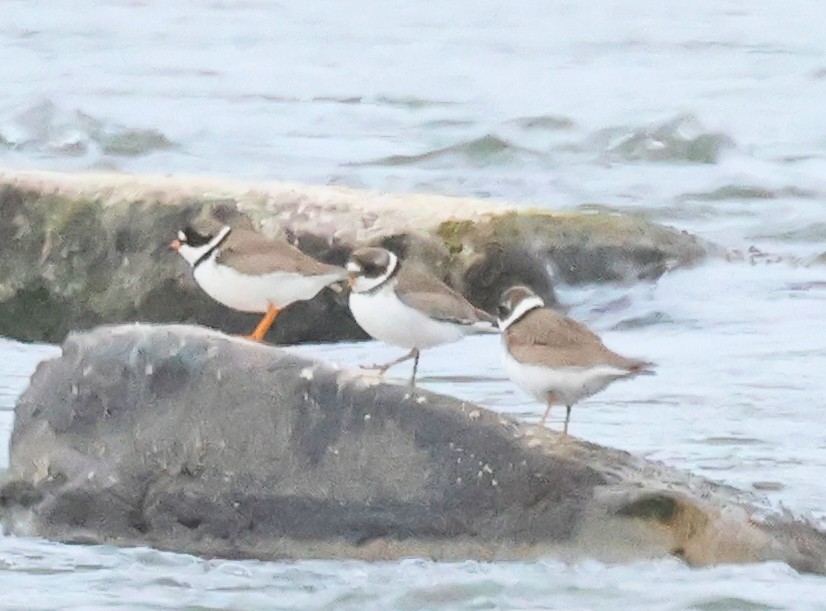 Semipalmated Plover - ML619937366