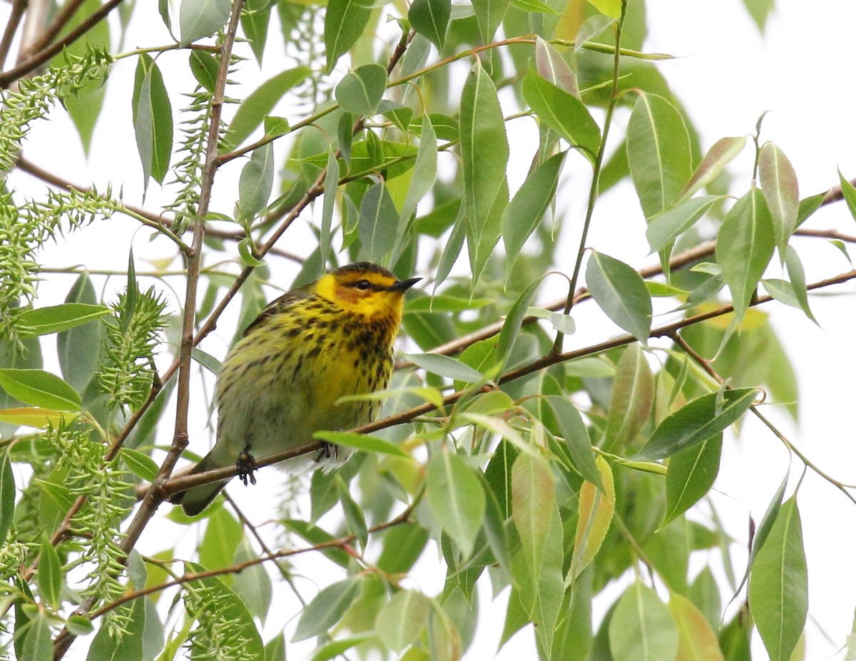 Cape May Warbler - ML619937472