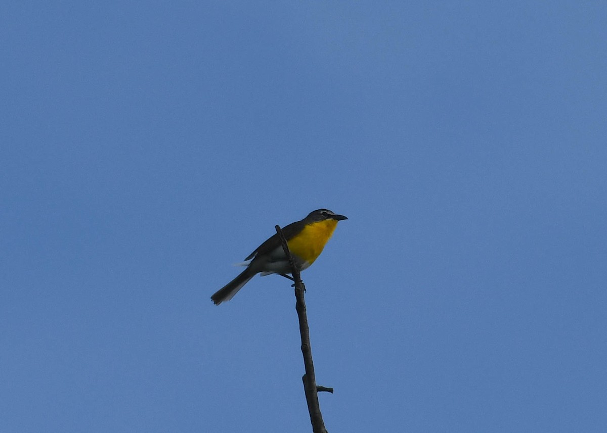 Yellow-breasted Chat - ML619937473