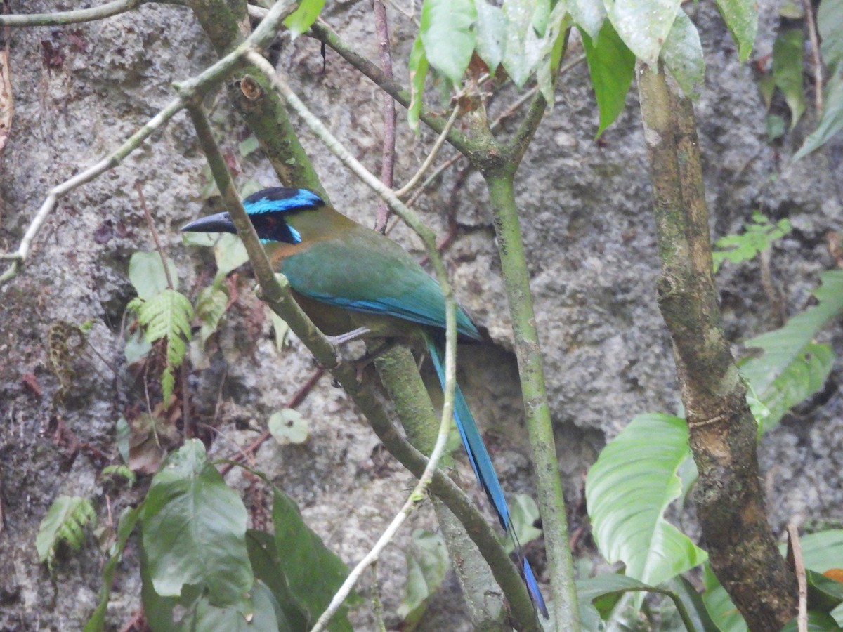 Lesson's Motmot - ML619937476