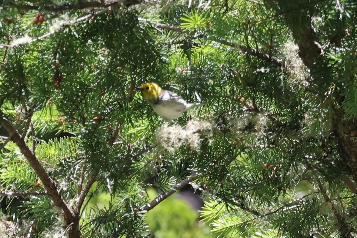 Paruline à tête jaune - ML619937482