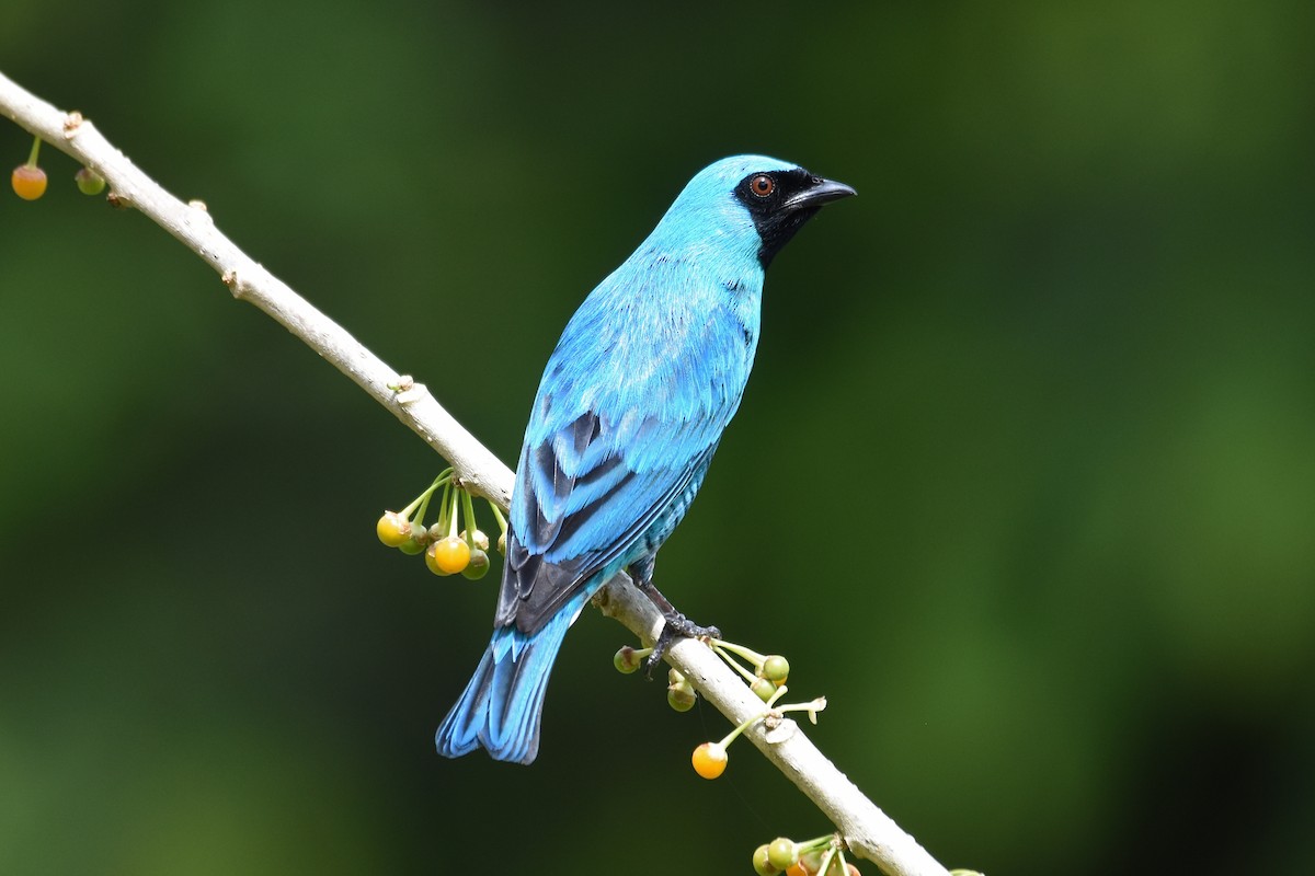 Swallow Tanager - ML619937485