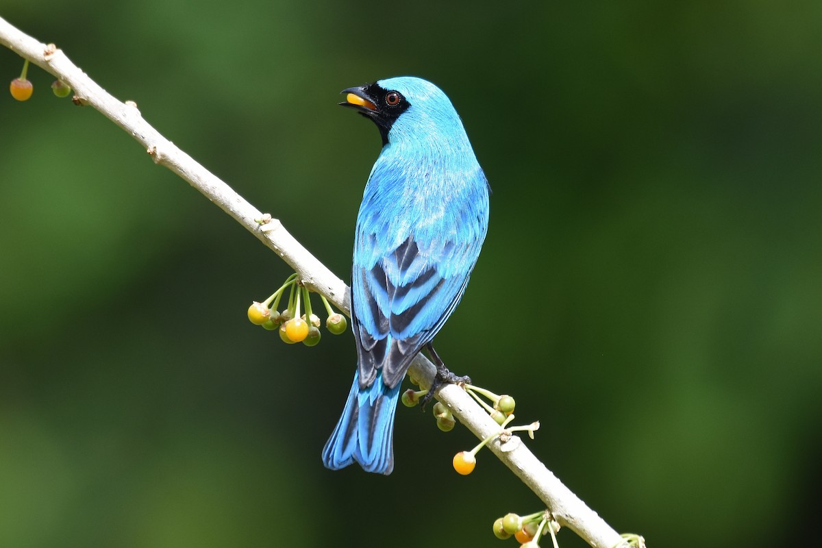 Swallow Tanager - ML619937489