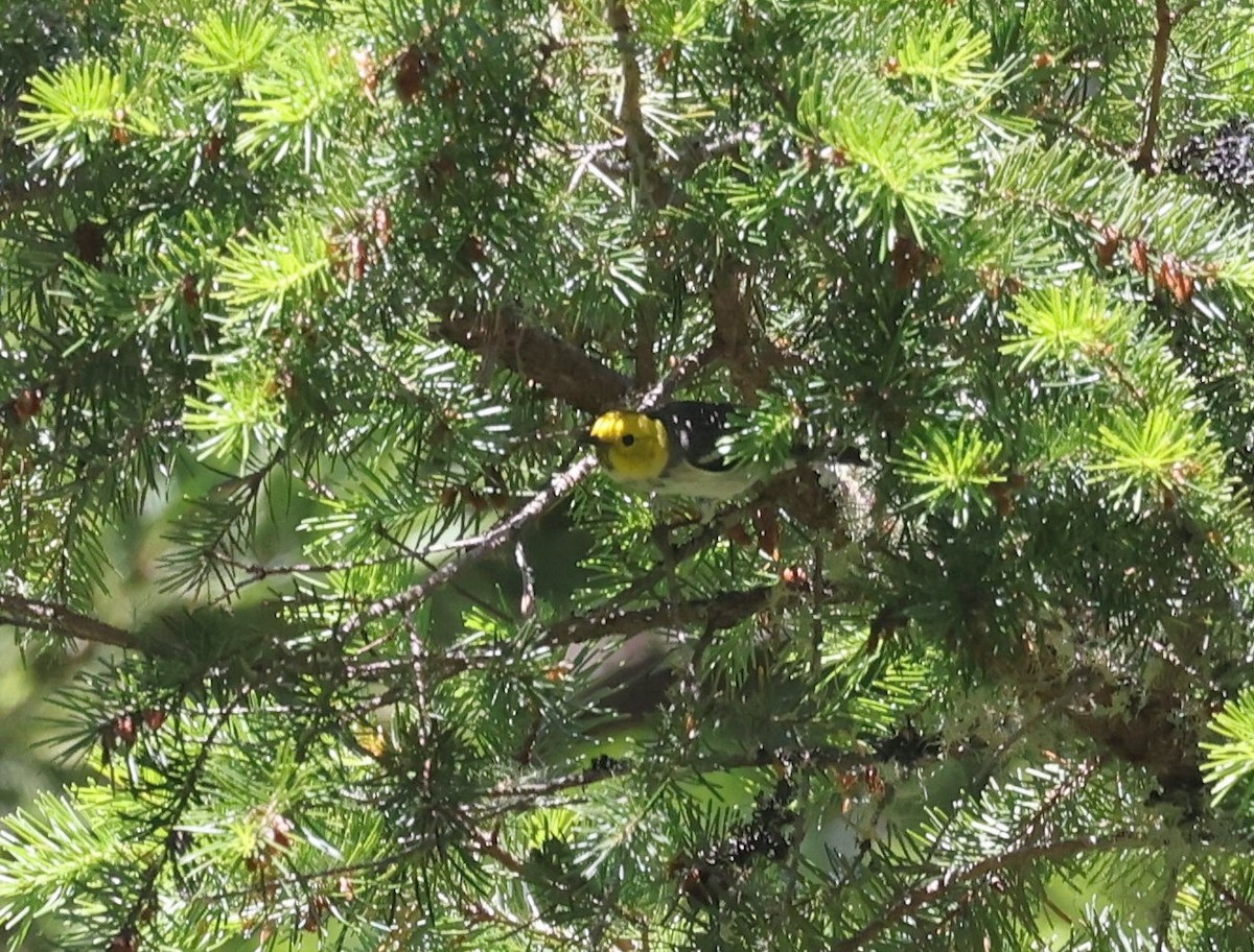 Hermit Warbler - ML619937490