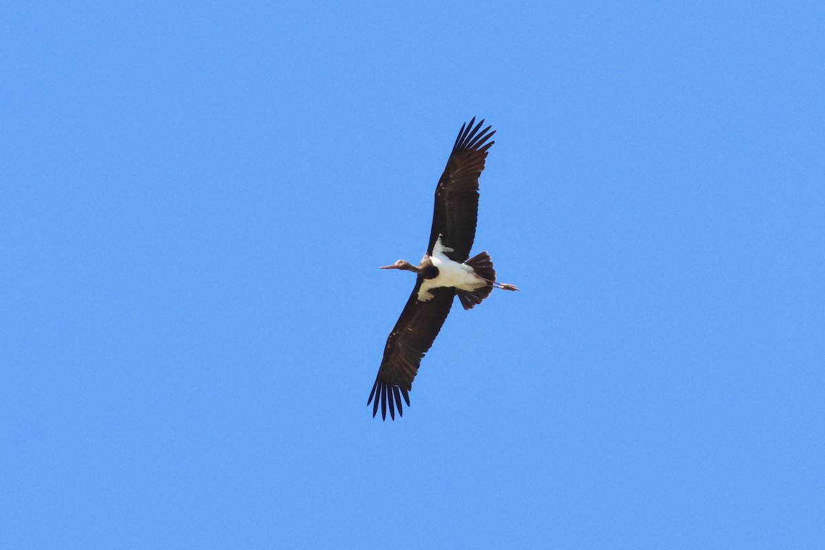 Black Stork - ML619937494