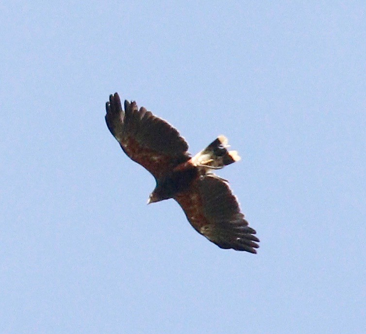 Wüstenbussard - ML619937504