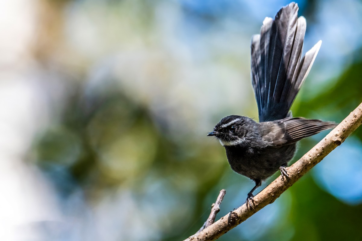 White-throated Fantail - ML619937508