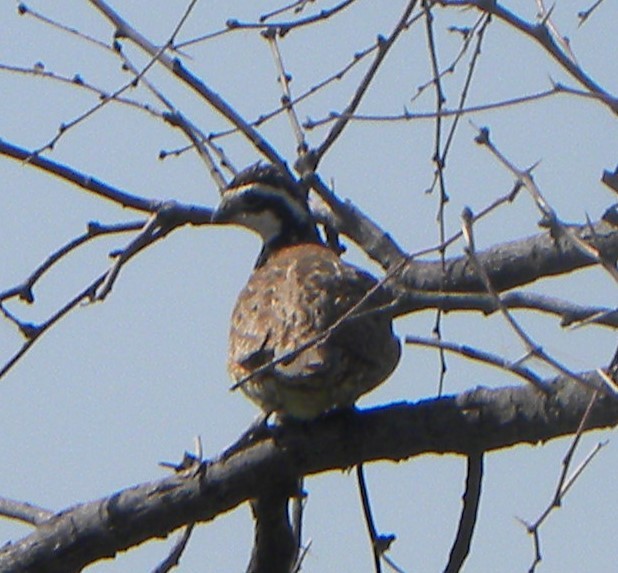 Northern Bobwhite - ML619937511