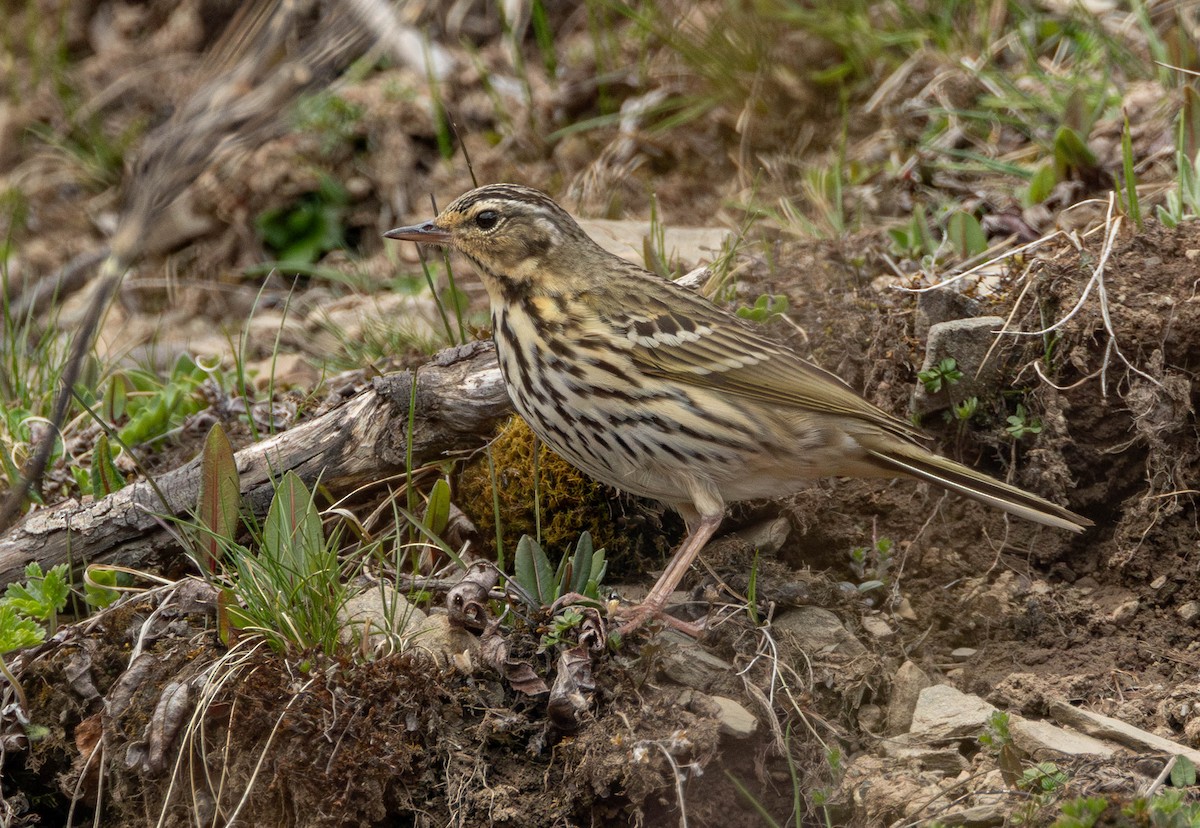 Olive-backed Pipit - ML619937520
