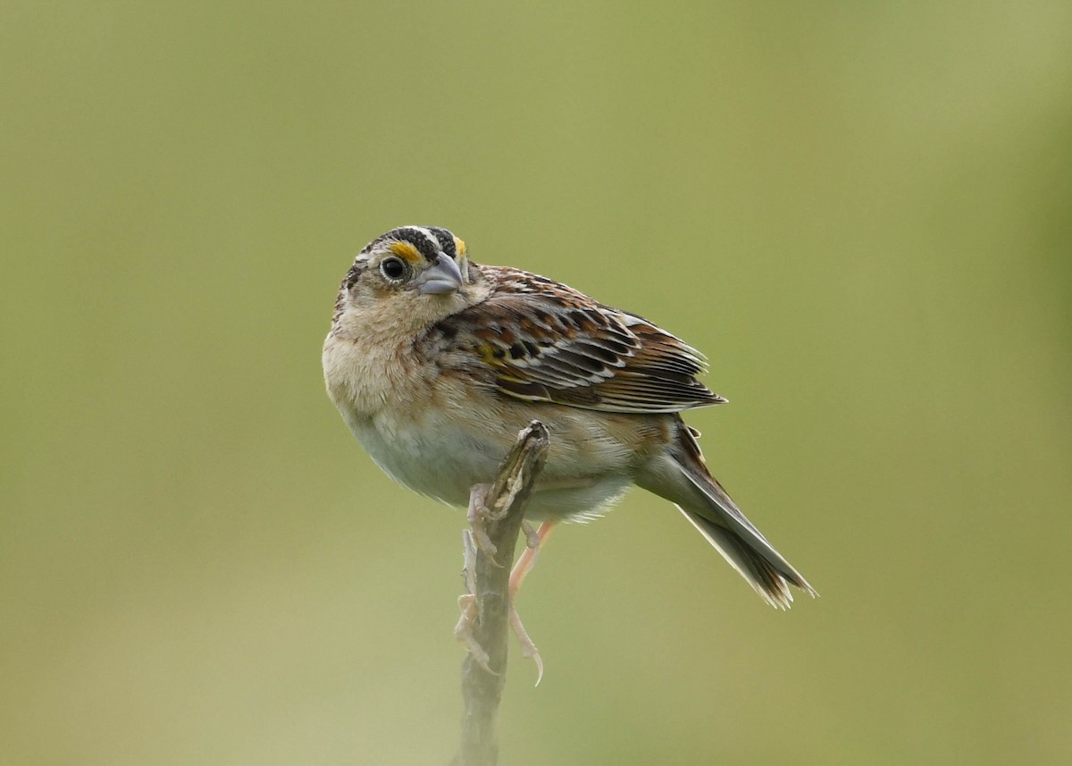Grasshopper Sparrow - ML619937522