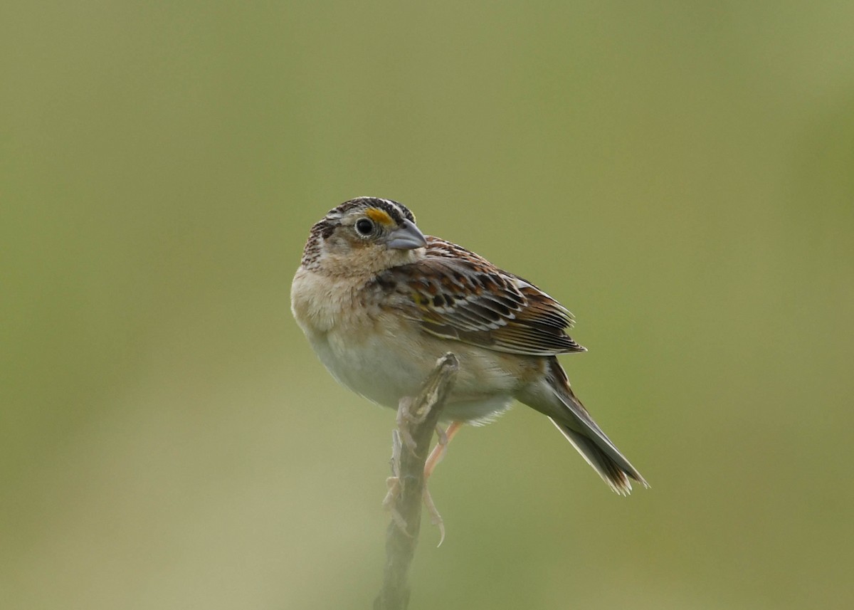 Grasshopper Sparrow - ML619937523