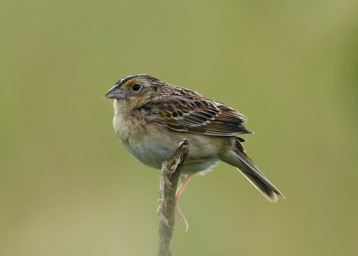 Grasshopper Sparrow - Joanne Dial
