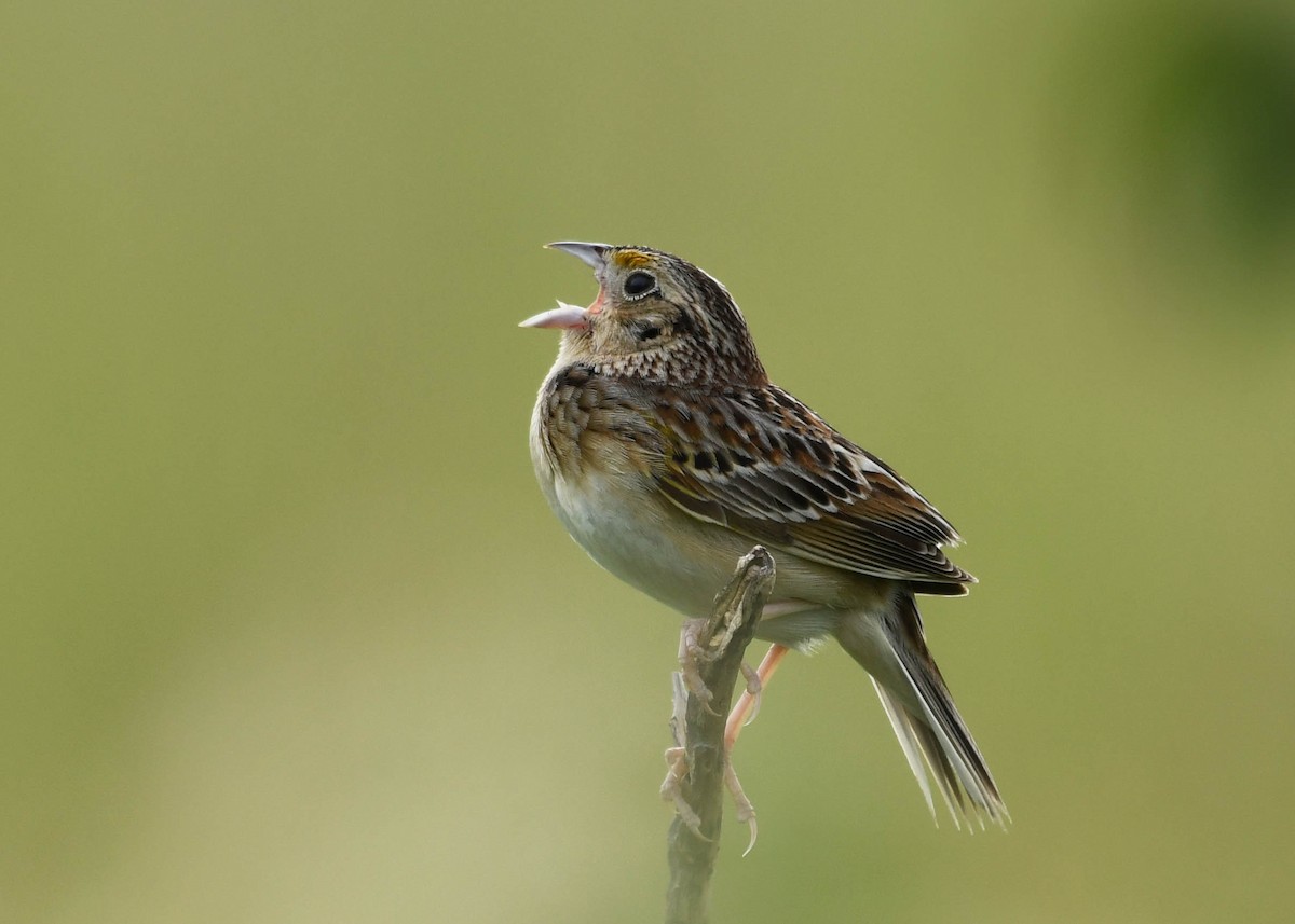 Grasshopper Sparrow - ML619937525