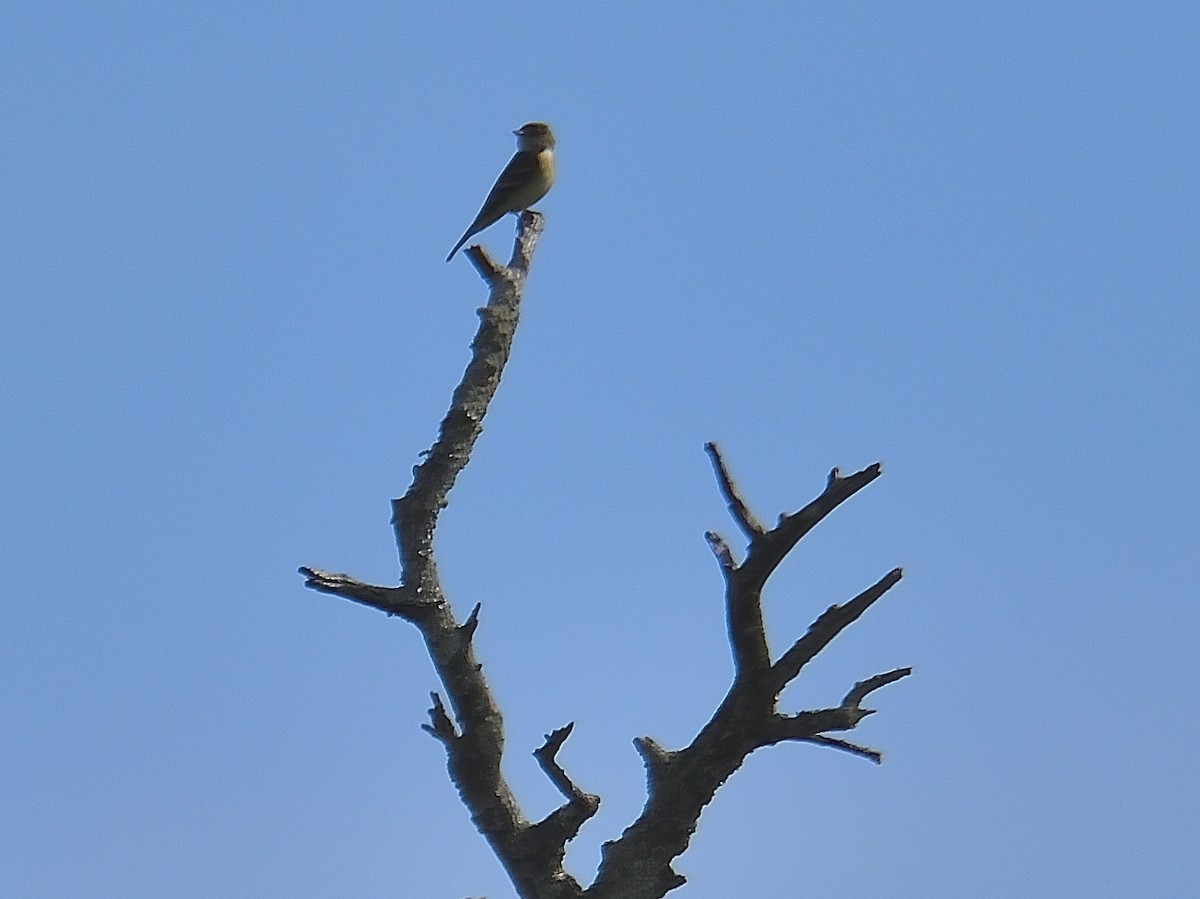 Alder Flycatcher - ML619937539