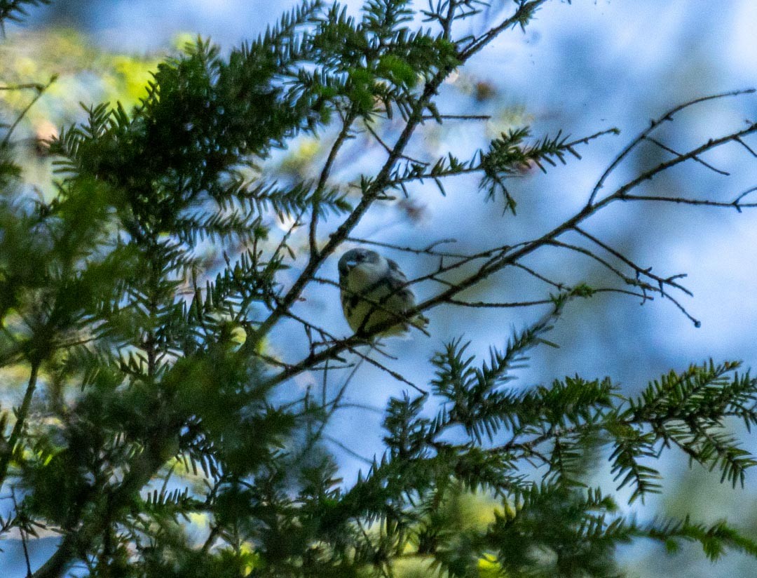 Cerulean Warbler - ML619937540