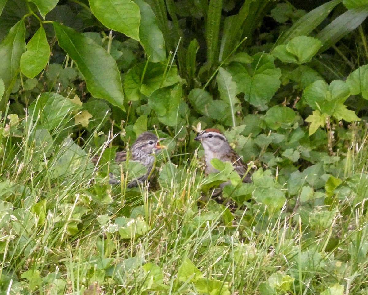 Chipping Sparrow - ML619937546
