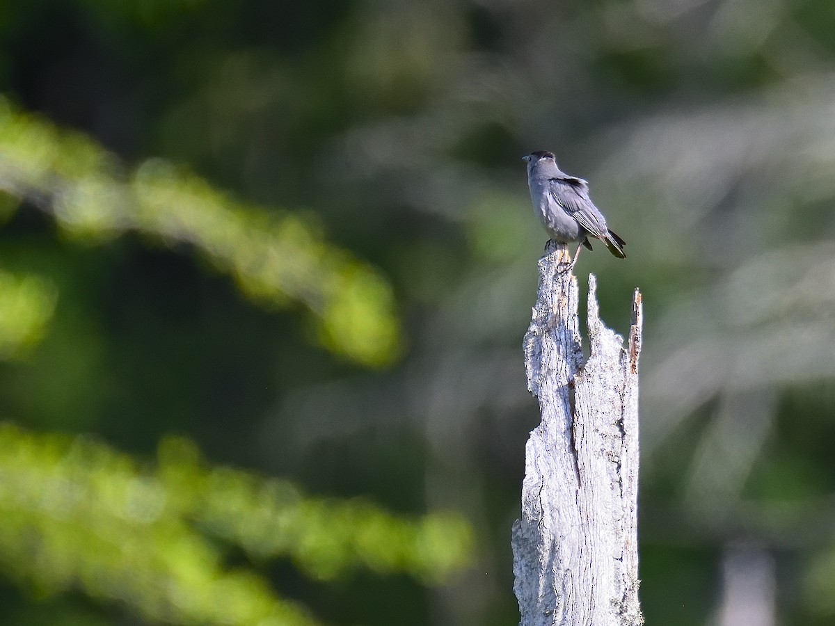 Gray Catbird - ML619937548