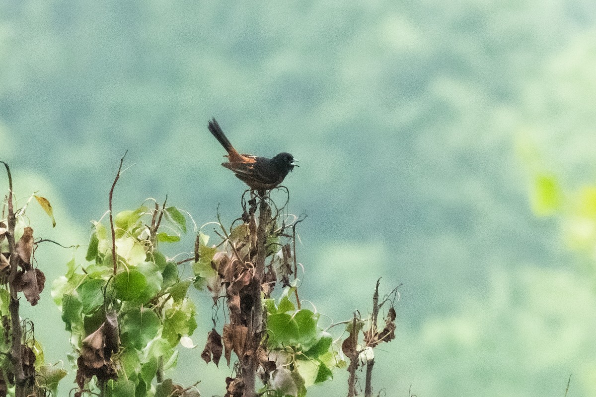Orchard Oriole - ML619937560