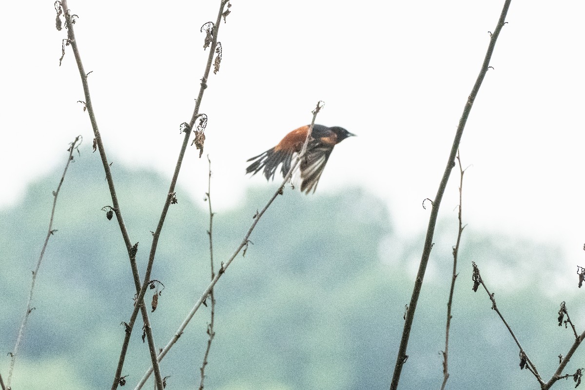 Orchard Oriole - ML619937561
