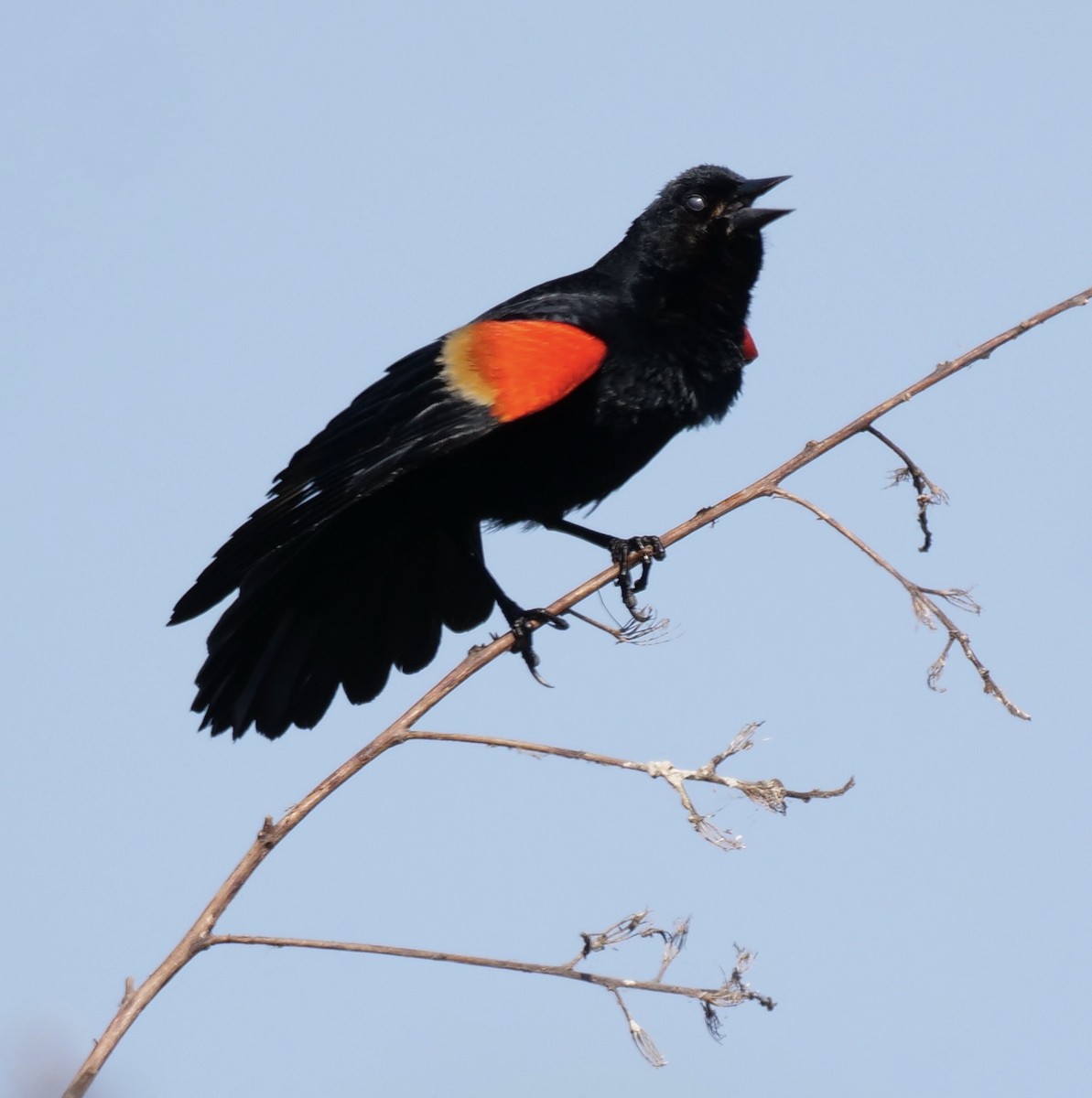 Red-winged Blackbird - ML619937579