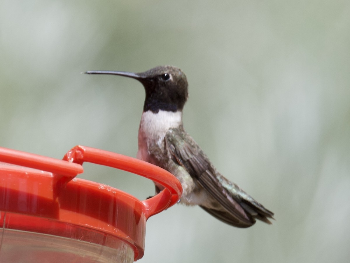 Black-chinned Hummingbird - Mr&Mrs Mason