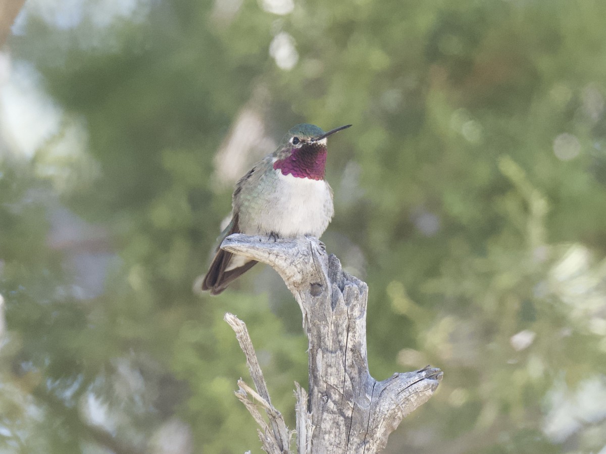 Broad-tailed Hummingbird - ML619937592