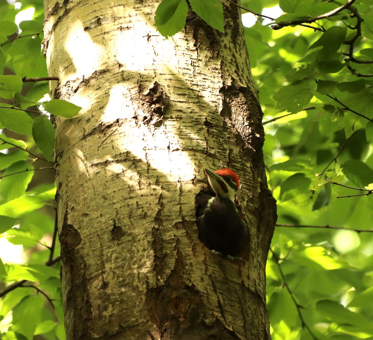 Pileated Woodpecker - ML619937600