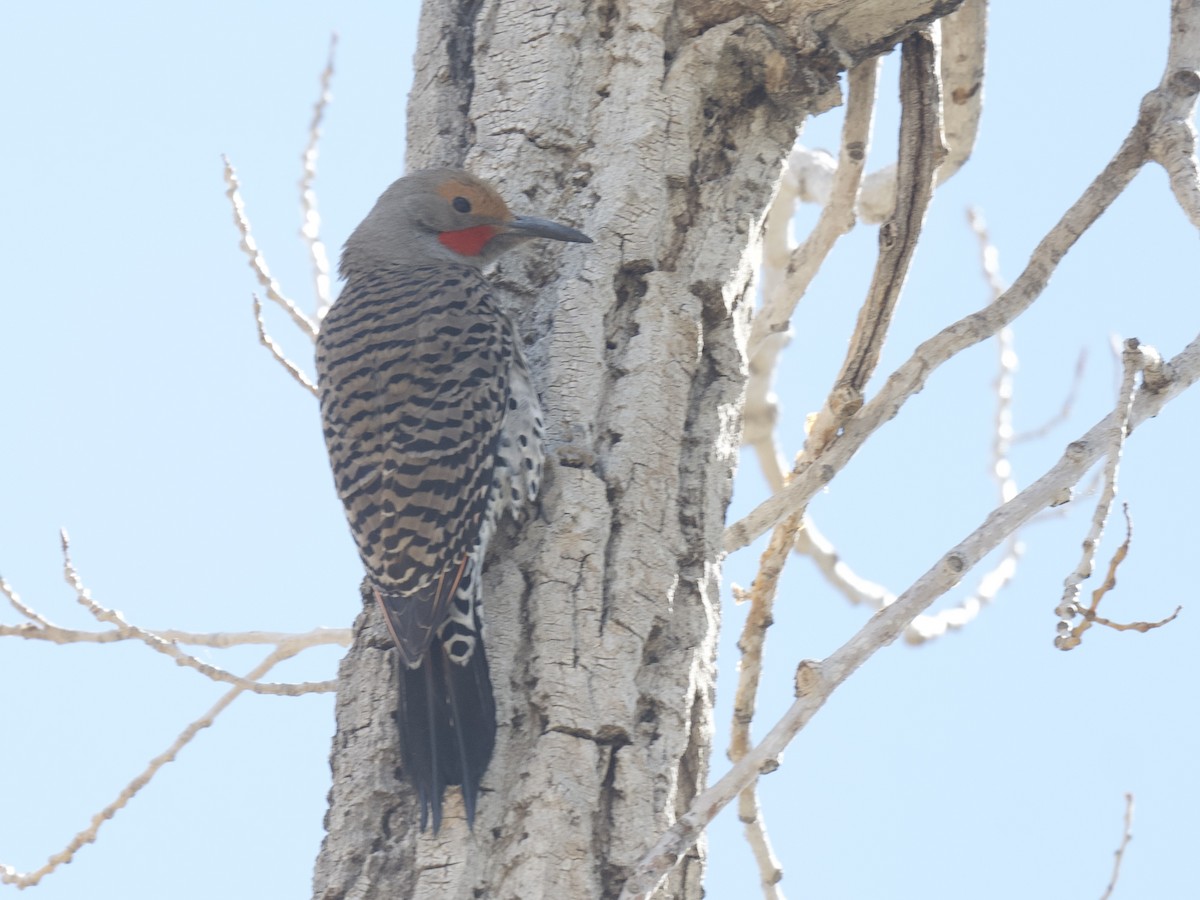 Northern Flicker - ML619937605