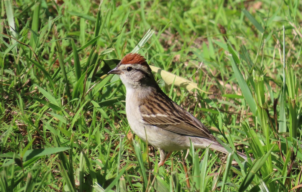 Chipping Sparrow - ML619937610