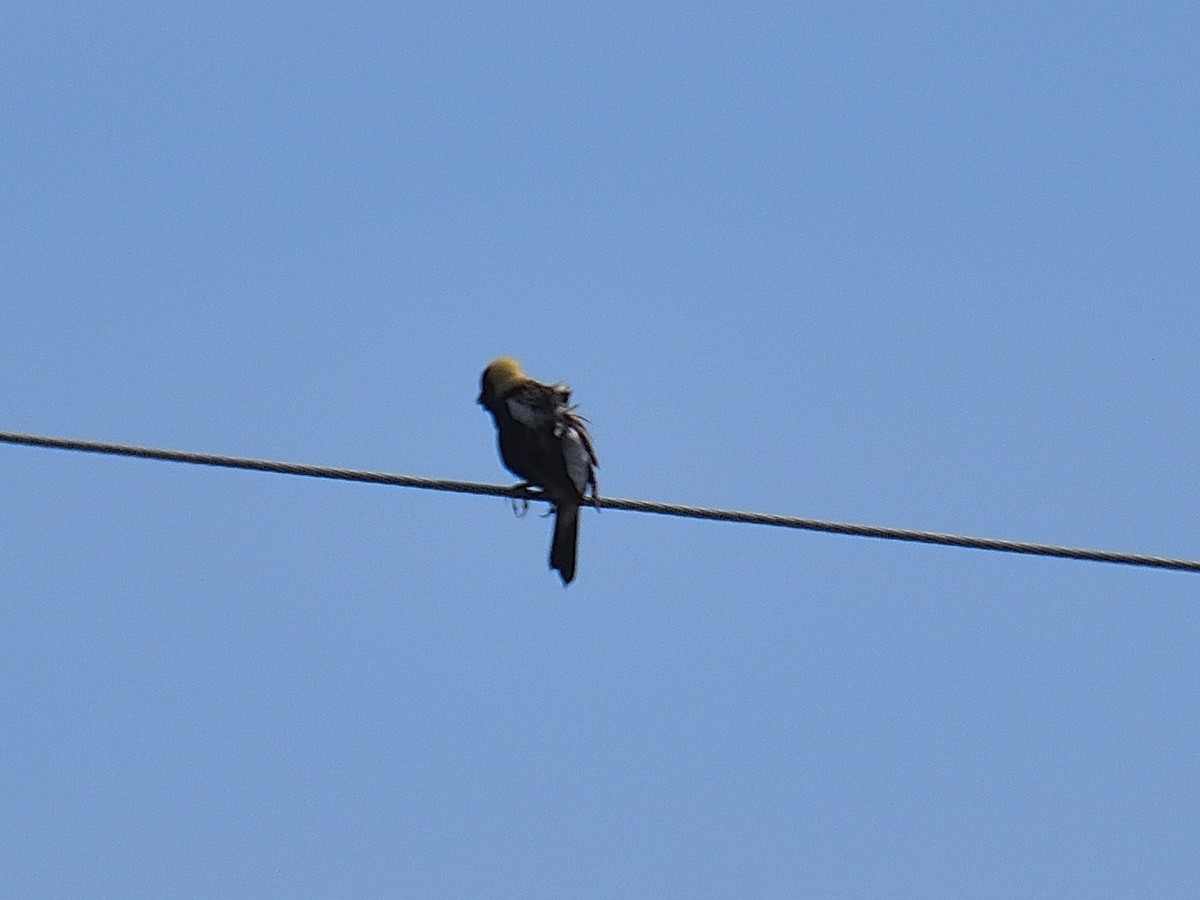 bobolink americký - ML619937611