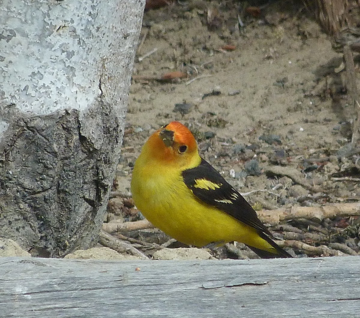 Western Tanager - ML619937614
