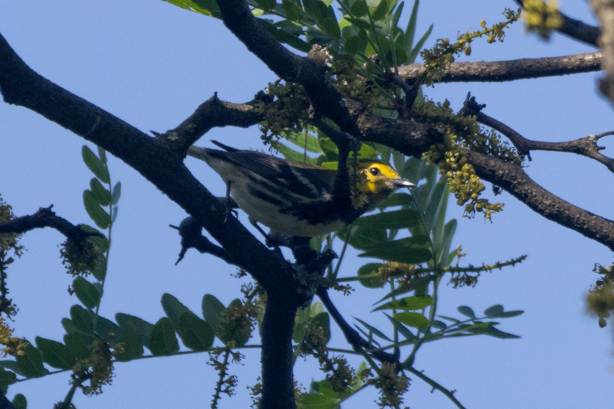 Black-throated Green Warbler - ML619937618