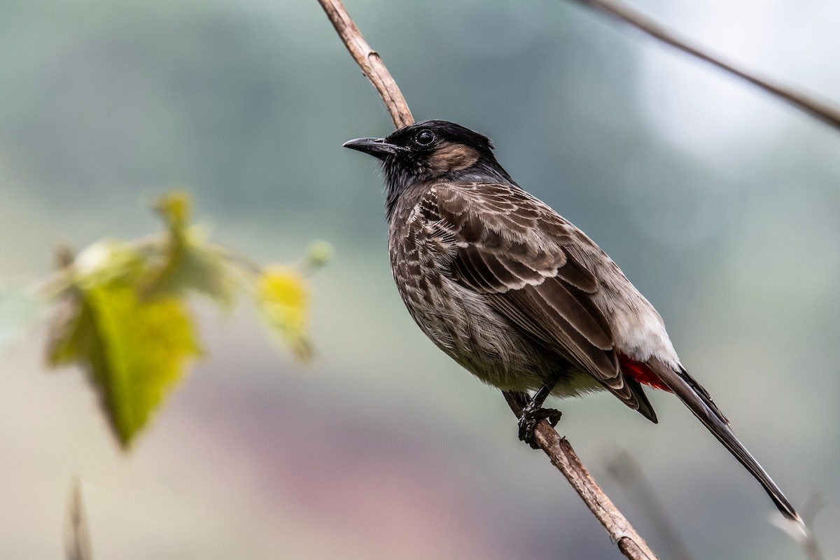 Red-vented Bulbul - ML619937627