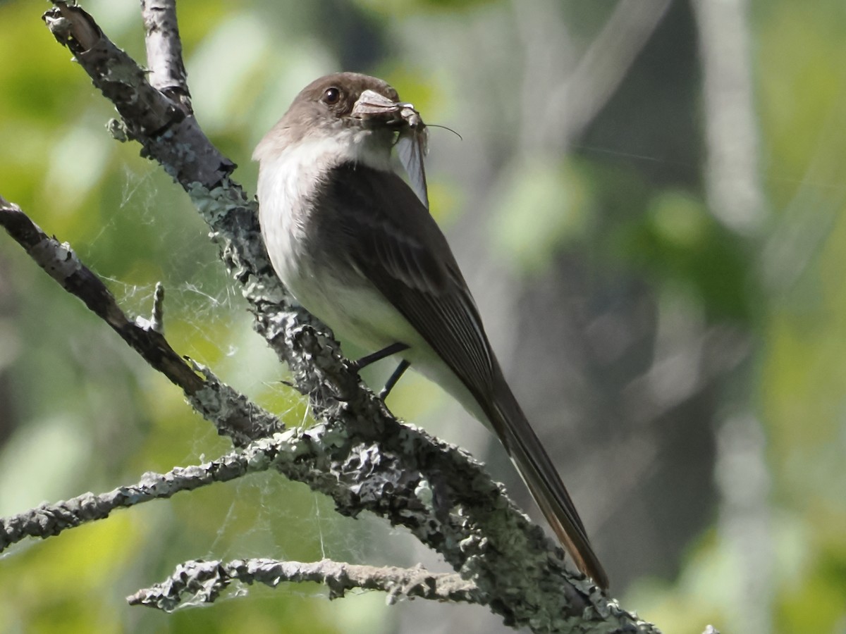 Eastern Phoebe - ML619937637