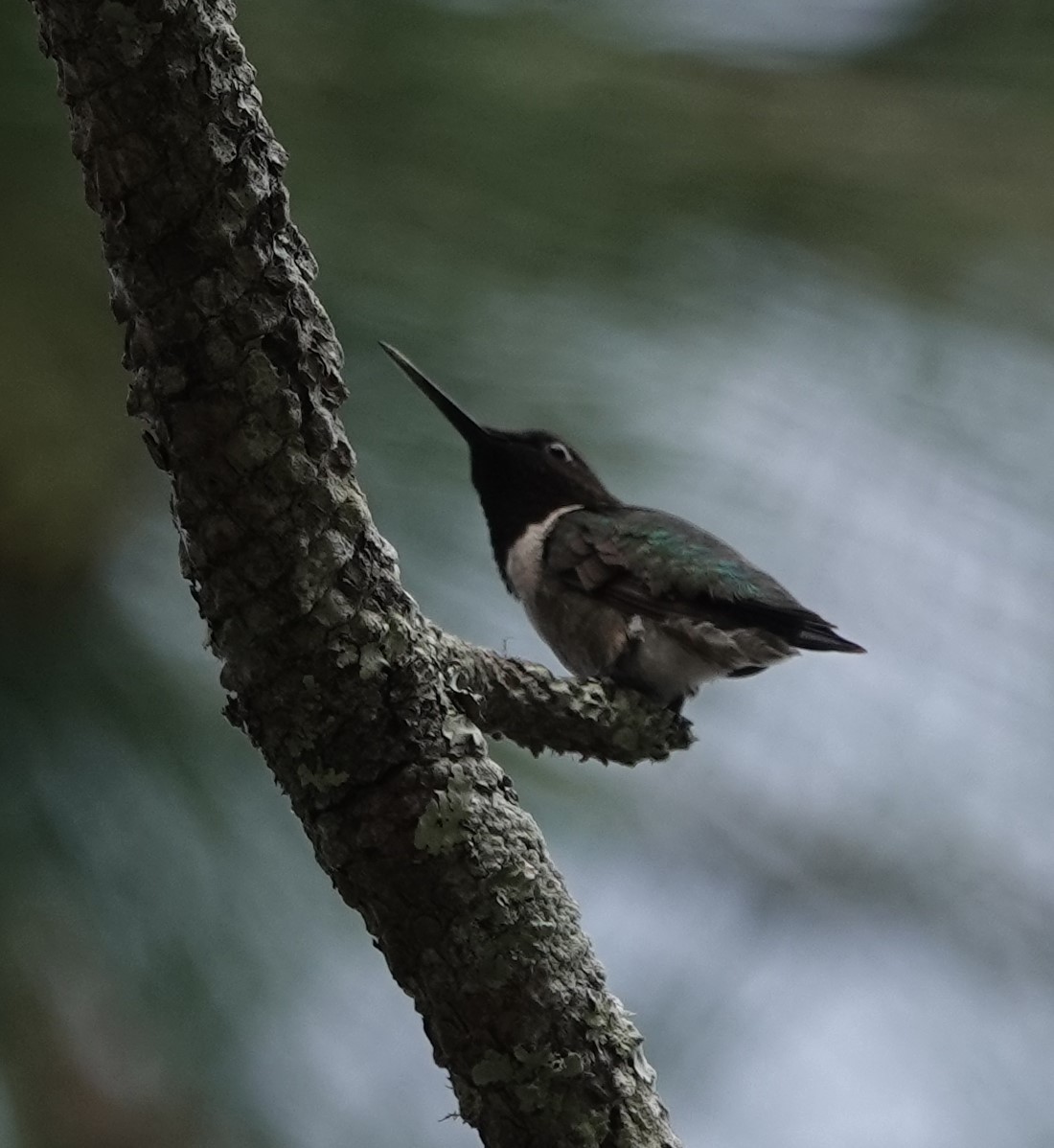 Ruby-throated Hummingbird - ML619937638